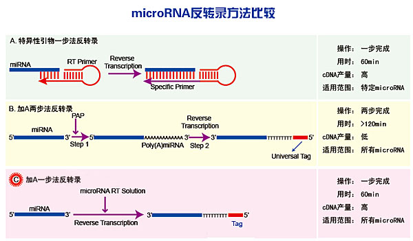 microRNA反转录方法比较