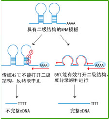 MLV逆转录酶
