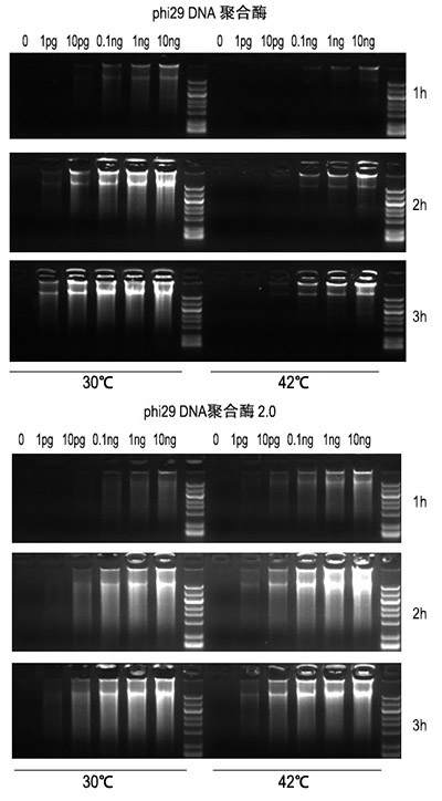 phi29 DNAۺø2.0