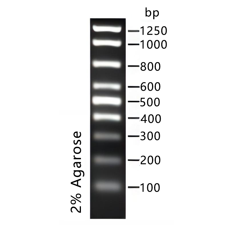 即用型DNA Ladder(100～1250bp)