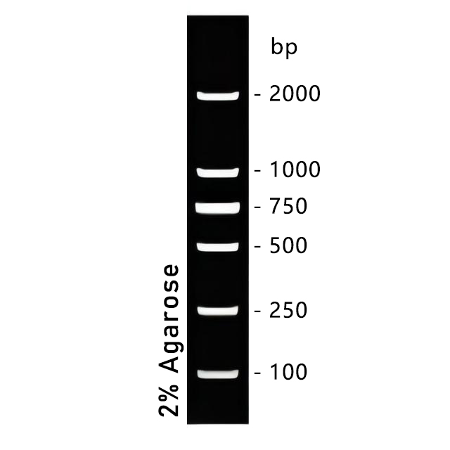 DNA Ladder(100～2000bp)条带图