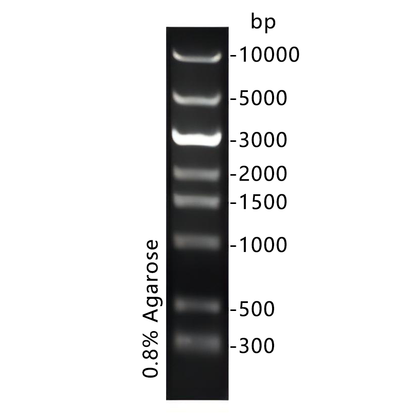 DNA Ladder(300～10000bp)条带图