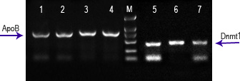 微量基因组DNA提取试剂盒(唾液/毛发)应用实例