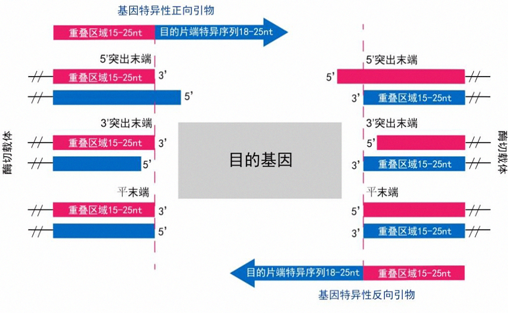 酶切获得线性化载体与插入片段连接引物设计示意图