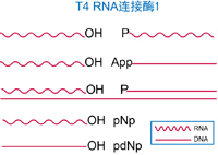 T4 RNA连接酶