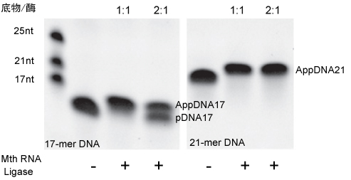 5'DNA腺苷化试剂盒应用实例
