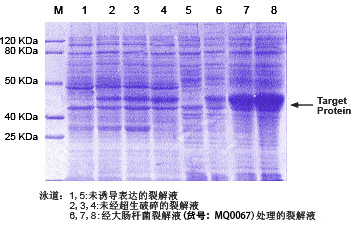 大肠杆菌蛋白提取液应用实例