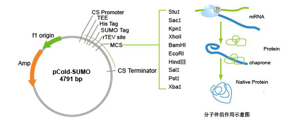 pCold-SUMO表达试剂盒
