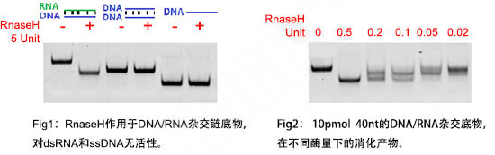 RNase H