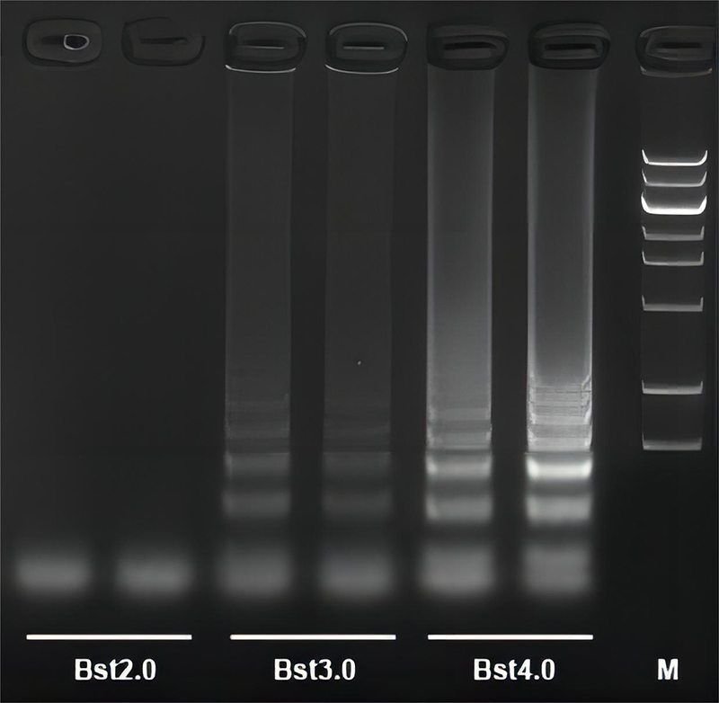 Bst4.0 DNA/RNA聚合酶