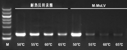 耐热反转录酶