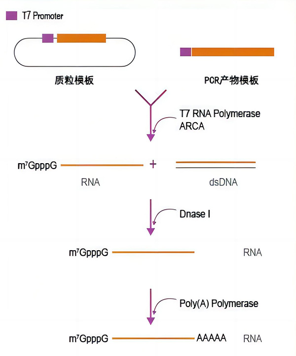 mRNA合成试剂盒(加帽加尾)原理图