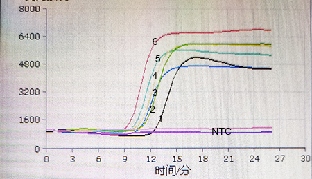 RT-LAMP扩增试剂盒(SYBR荧光染料法)