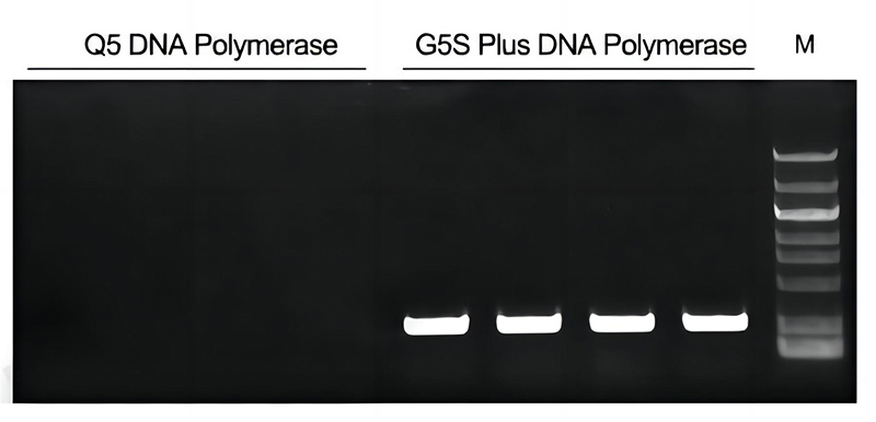 G5S Plus超高保真DNA聚合酶