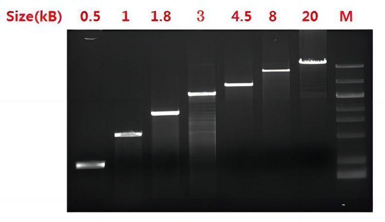 通用型高保真PCR预混液