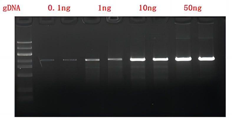 通用型高保真PCR预混液