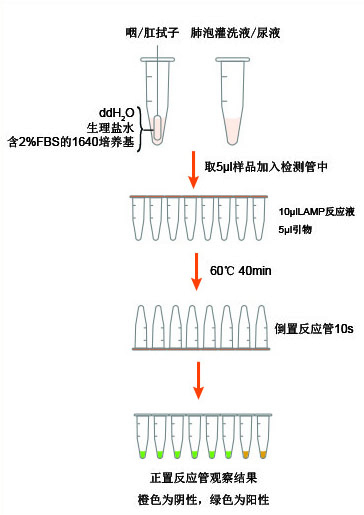 SARS-CoV-2 LAMP试剂盒检测流程示意图