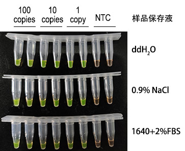 SARS-CoV-2 LAMP试剂盒广谱保存液适用效果图