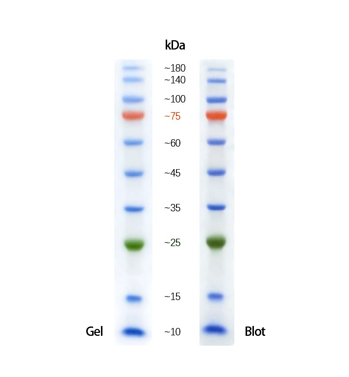 三色预染蛋白Marker(10～180kDa)图片