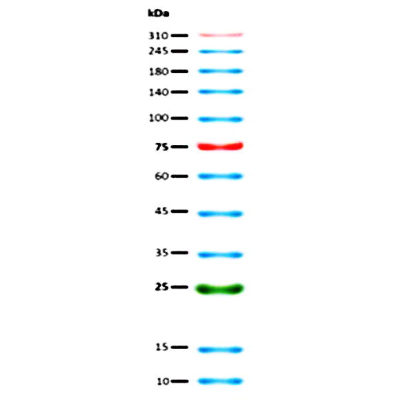 三色预染蛋白Marker(10～310kDa)图片