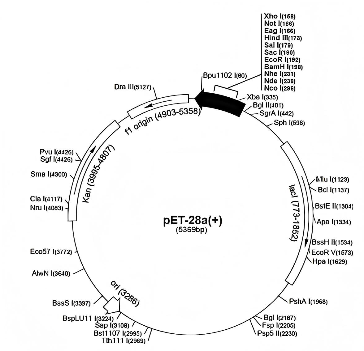 pET-28a(+)载体