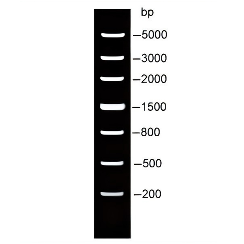 DNA Ladder(200～5000bp)