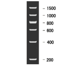 DNA Ladder(200～1500bp)