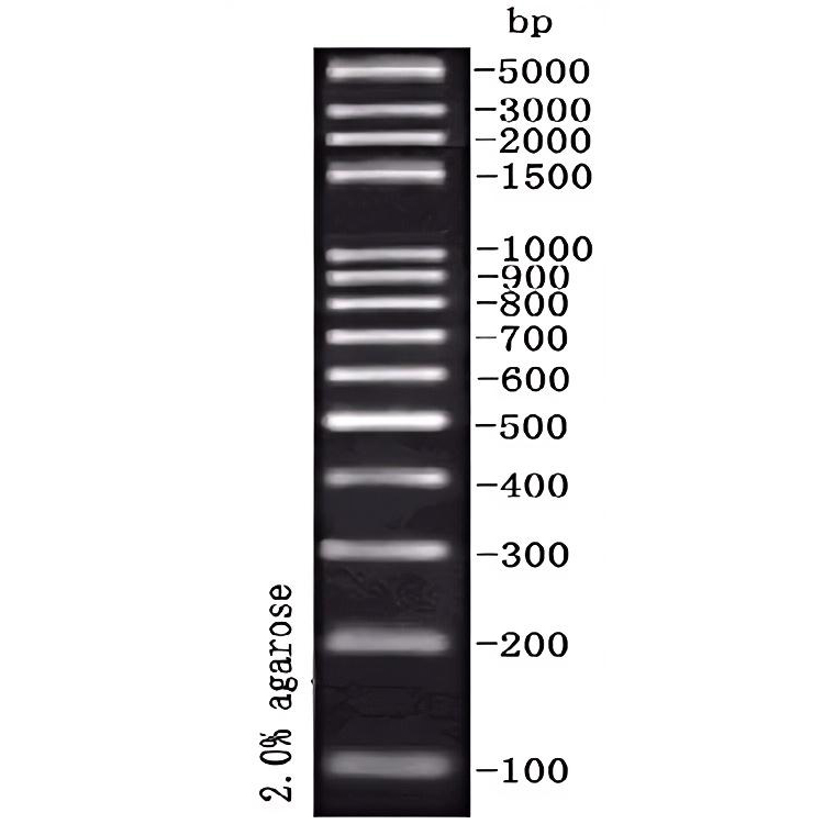 DNA Ladder(100~5000bp,14条带) DNA Ladder(100~5000bp,14条带)