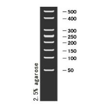 DNA Ladder(50～500bp)