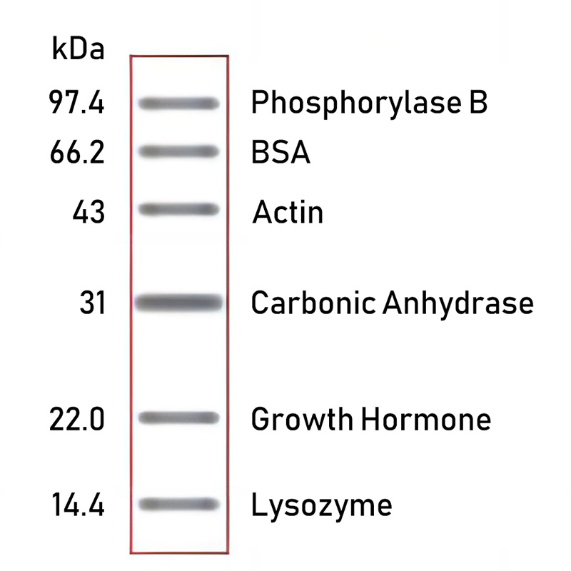 低分子量蛋白Marker(14.4～97.4KDa)