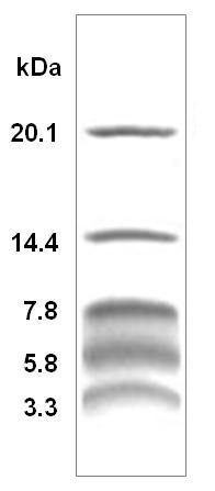 超低分子量蛋白Marker(3.3～20.1kDa)