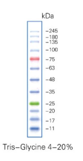 彩虹预染蛋白Marker(11～245KD)条带图