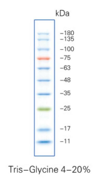 彩虹预染蛋白Marker(11～180KD)条带图