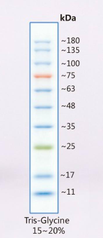 彩虹预染蛋白Marker(11～180KD)条带图