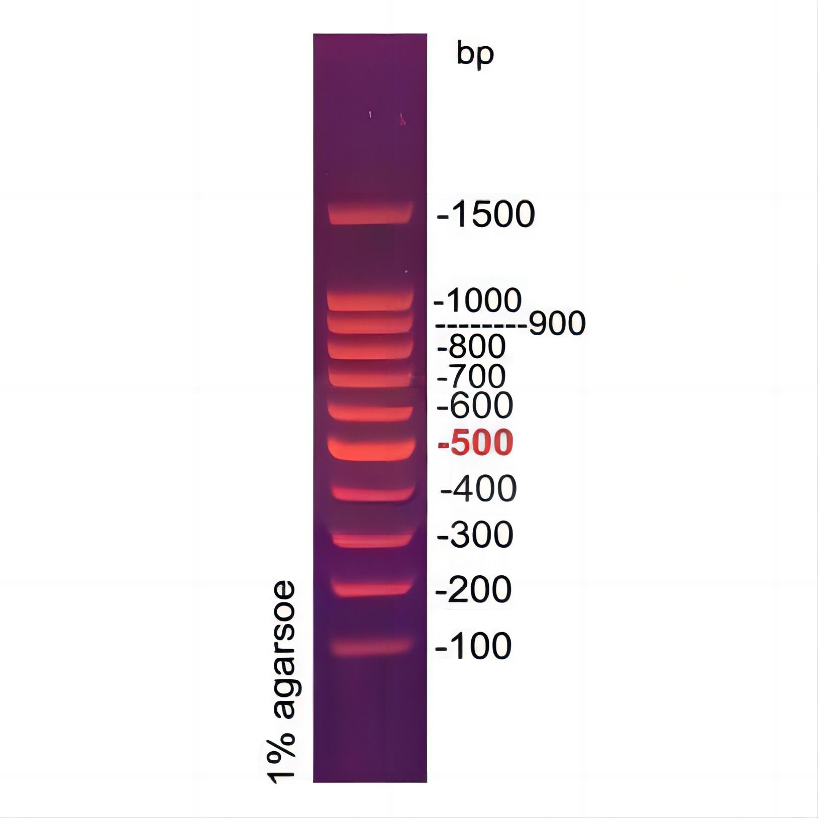 100bp DNA ladder(100～1500bp)