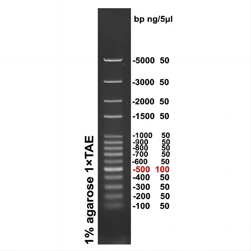 100bp plus DNA ladder(100～5000bp)