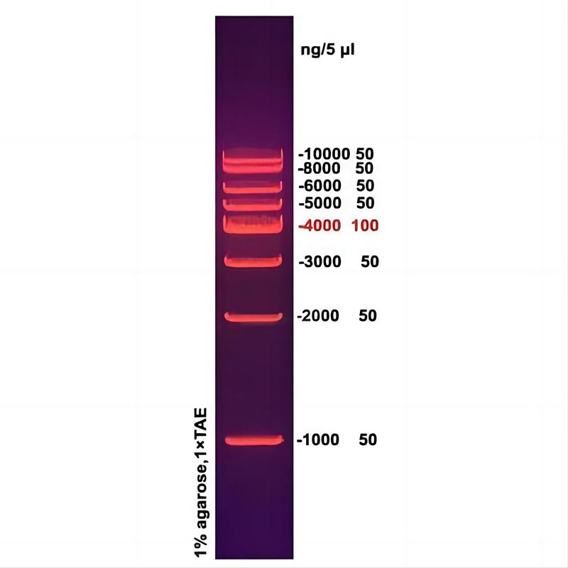 1kb DNA ladder(1000～10000bp)