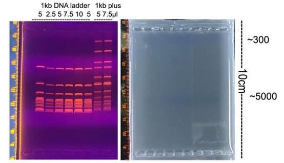 1kb DNA ladder(1000～10000bp)