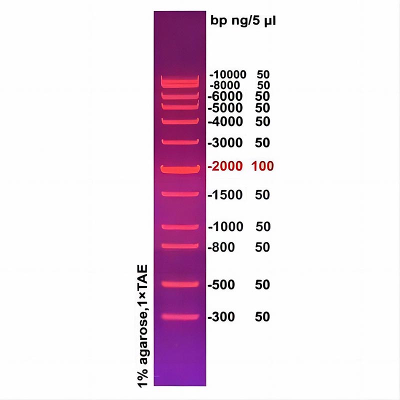 1kb plus DNA ladder(300～10000bp)