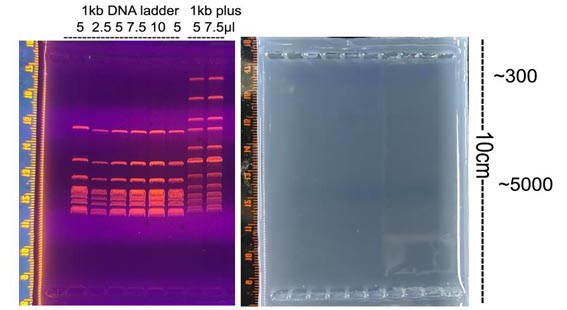 1kb plus DNA ladder(300～10000bp)