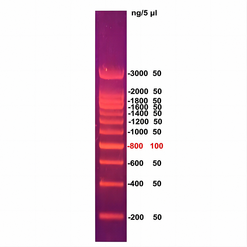200bp DNA ladder(200～3000bp)