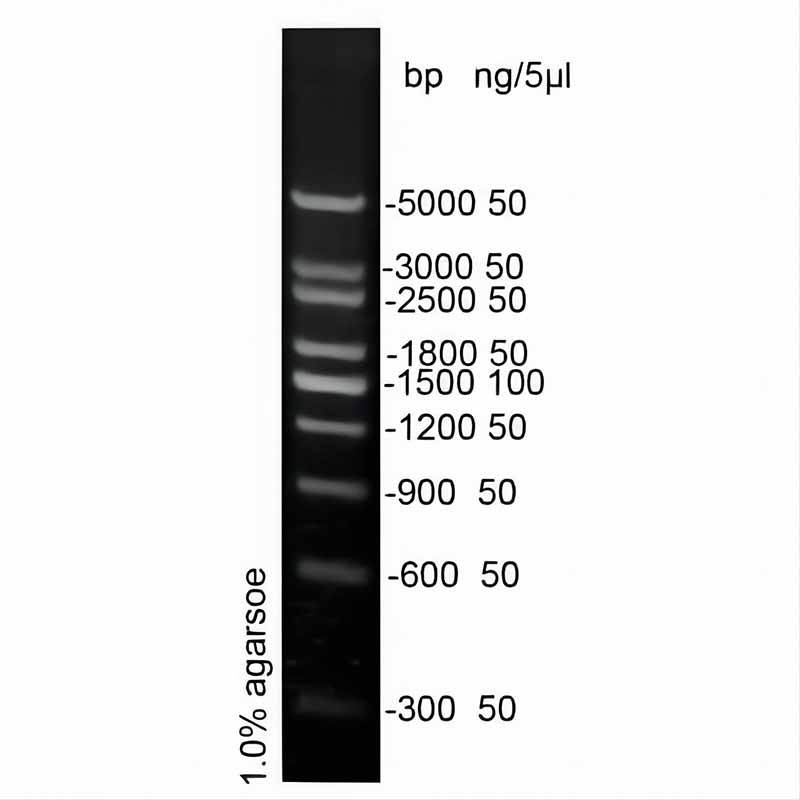 300bp DNA ladder(300～5000bp)