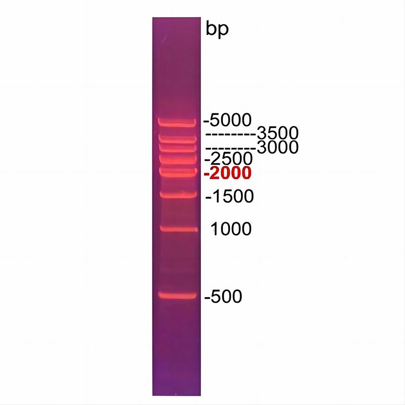 500bp DNA ladder(500～5000bp)