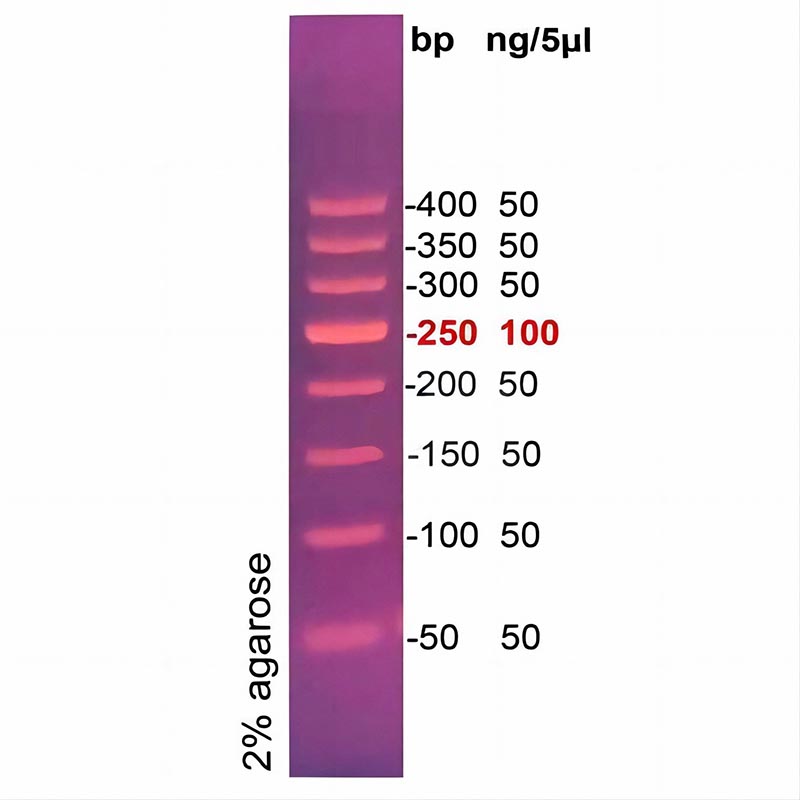 50bp DNA ladder(50～400bp)