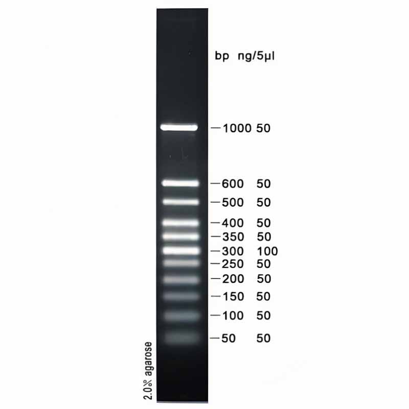 50bp plus DNA ladder(50～1000bp)