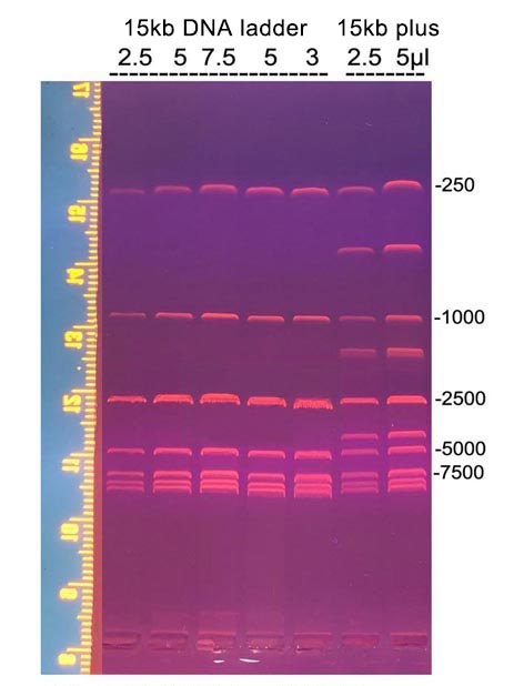 15kb DNA ladder(250～15000bp)