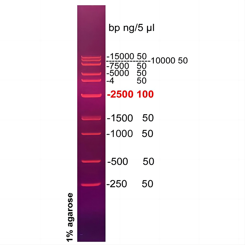 15kb plus DNA ladder(250～15000bp)