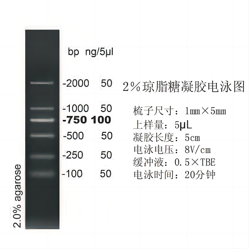2kb DNA ladder(100～2000bp)图片