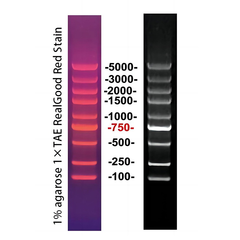 5kb plus DNA ladder(100～5000bp)