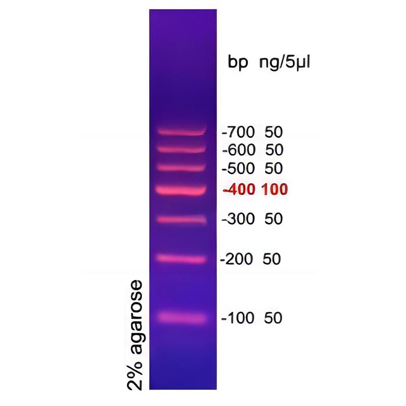 DNA Marker I plus(100～700bp)